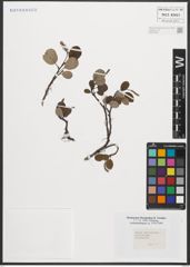 Foto von Salix reticulata L.